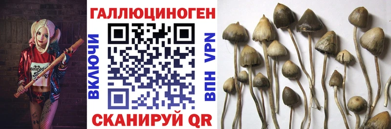 Псилоцибиновые грибы Psilocybe ОМГ ОМГ сайт Лысьва
